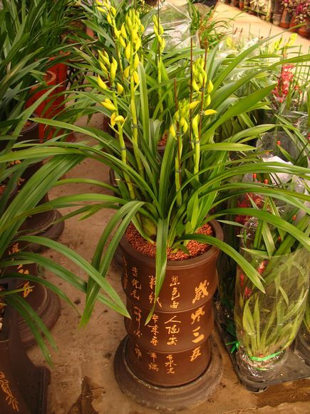 北京禮品蘭花熱銷引領(lǐng)花卉市場(chǎng)新潮流