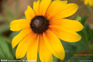 明玉草花苗木 優(yōu)質(zhì)禮品花卉的選擇