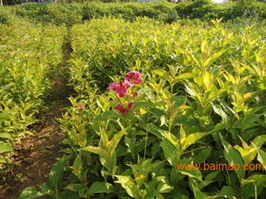 紅王子錦帶價(jià)格解析與山東青州國(guó)際花博會(huì)苗木基地推薦