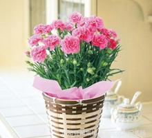 紅玫瑰與康乃馨 禮品花卉的經(jīng)典之選與銷售指南