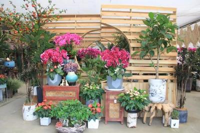 園藝嘉年華之馨泉花卉 探秘蝴蝶蘭的新應用奧秘與禮品花卉銷售