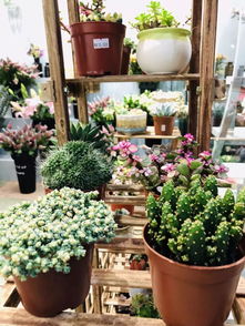 稻河古街綻新綠，花草堂開業好禮盤起來